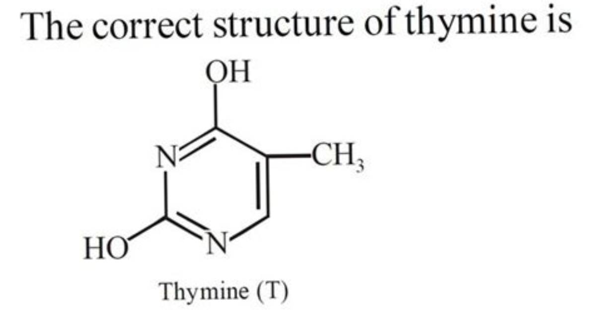 What Is Thymine Used for?