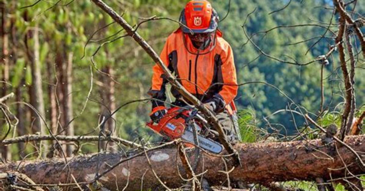 What Is Tree Limbing