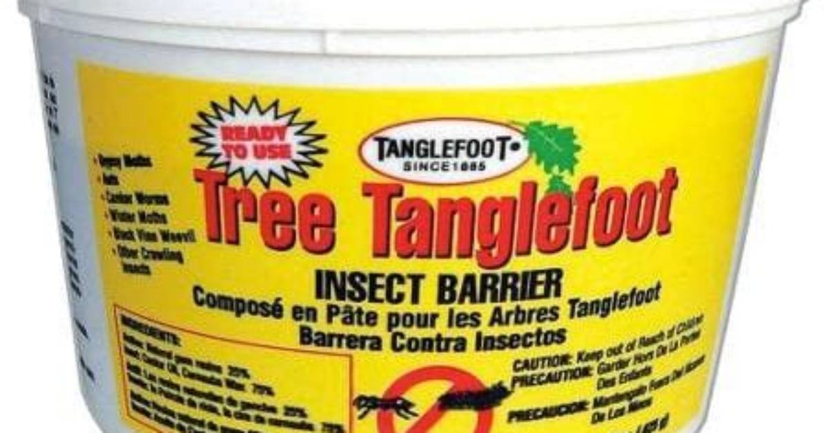 What Is Tree Tanglefoot