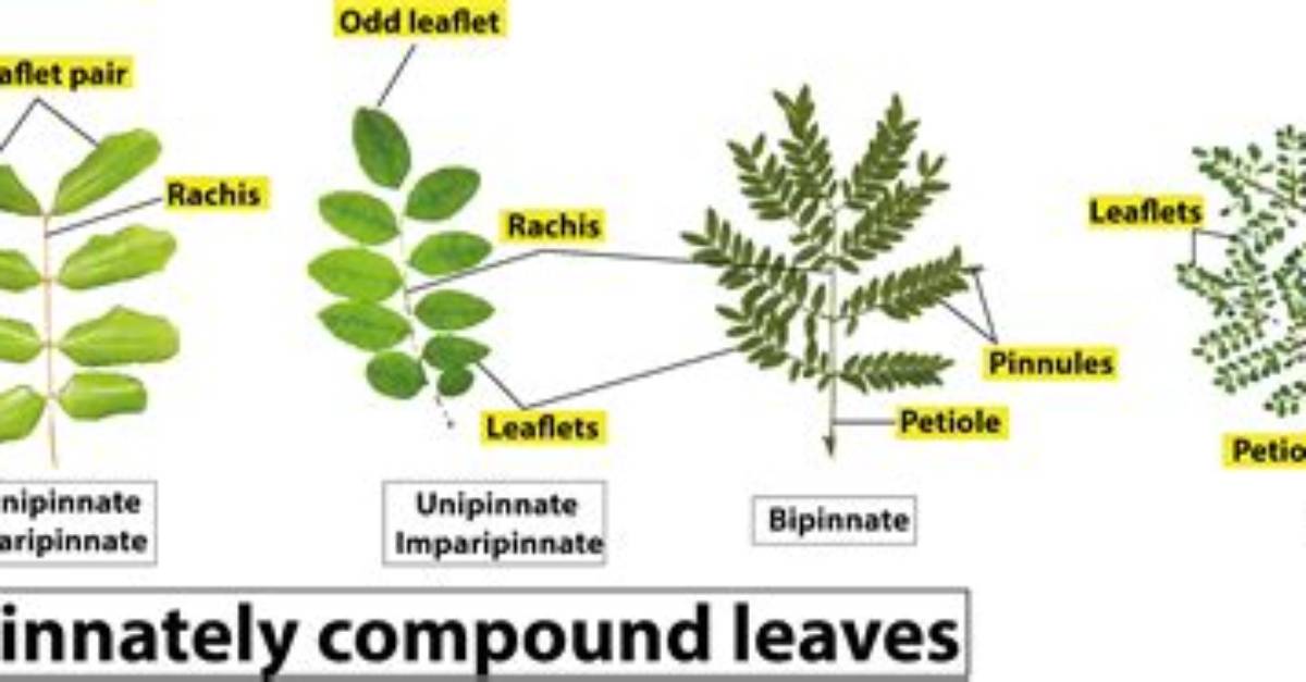 What Is Tripinnate Compound Leaf?
