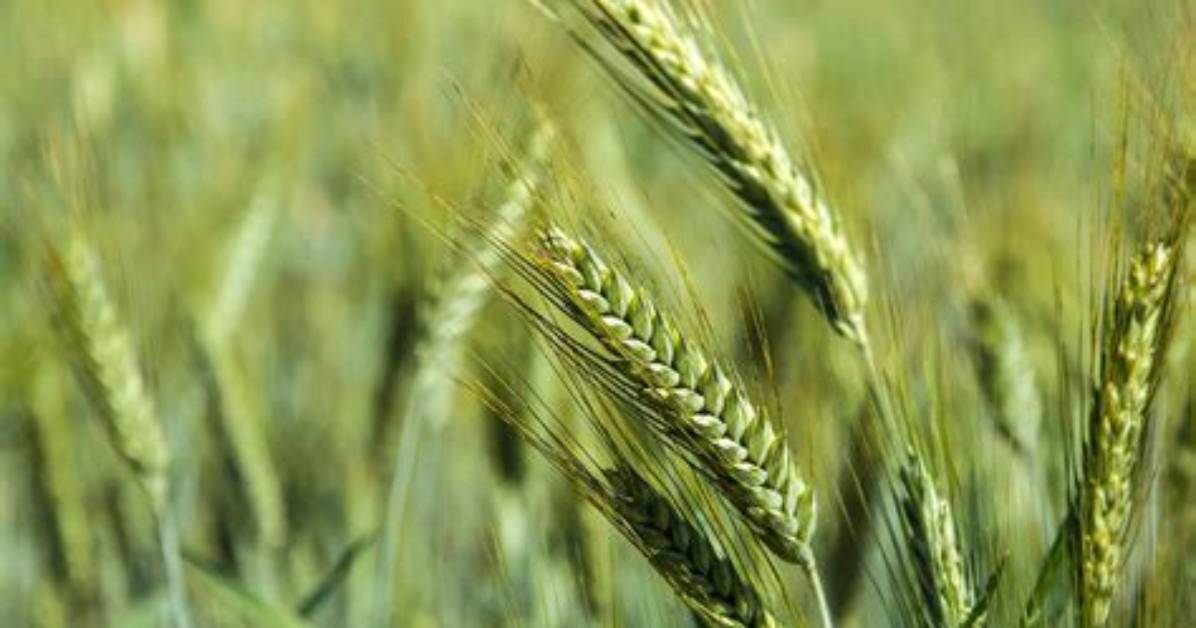 What Is Triticale Crop