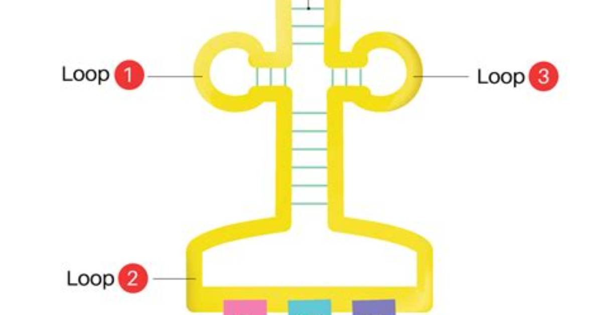 What Is tRNA Simple
