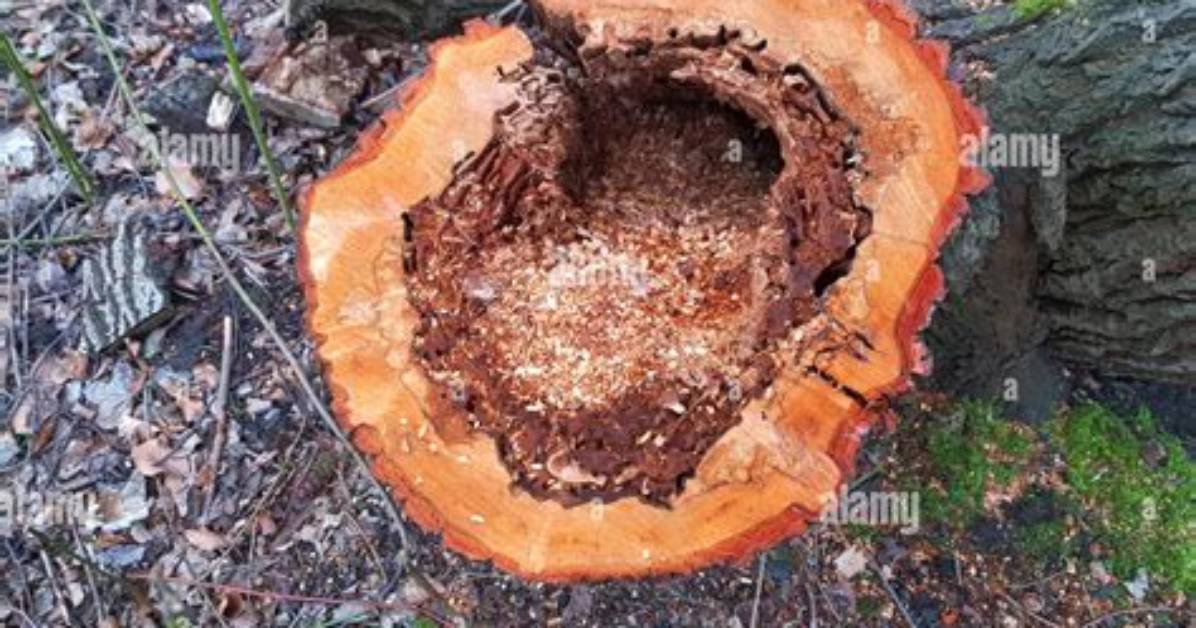 What Is Trunk Rot