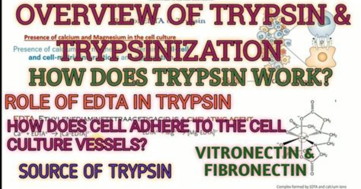 What Is Trypsinized Mean?