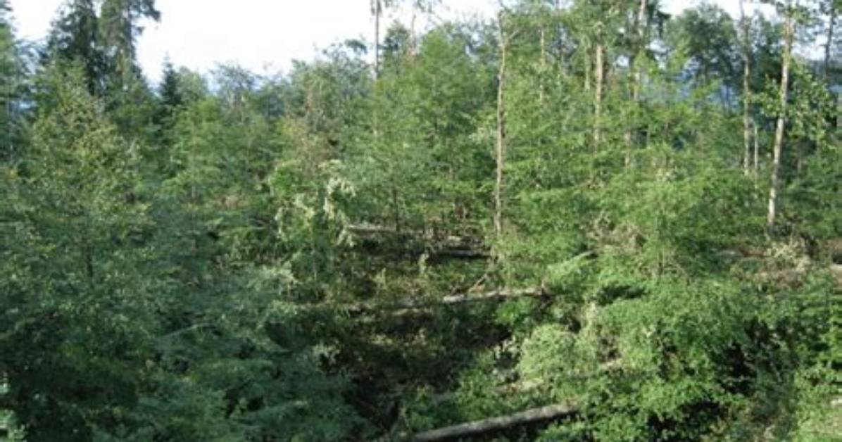 What Is Uneven Aged Forest?