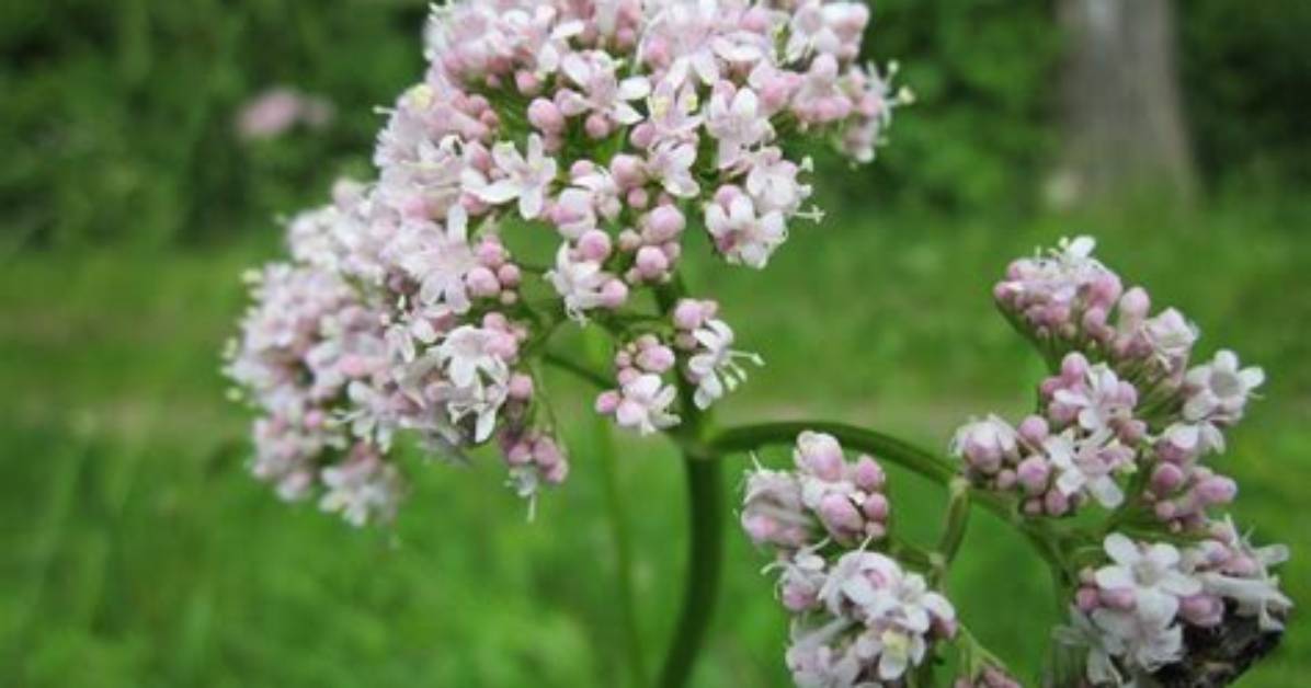 What Is Valeriana in English