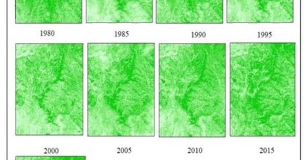 What Is Vegetation Density