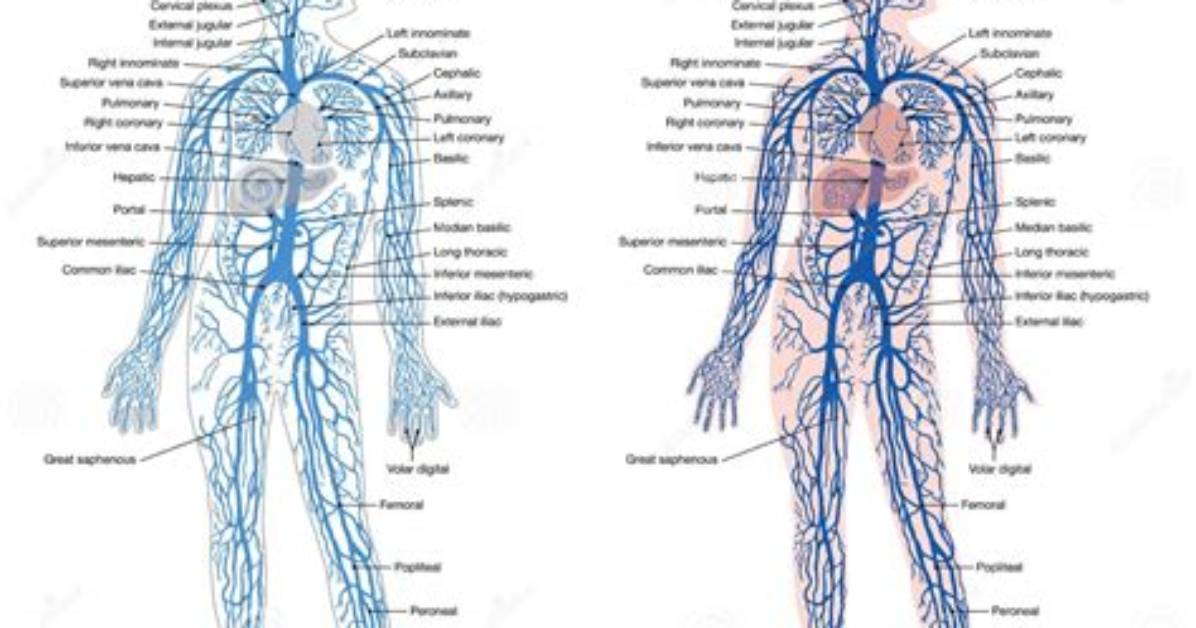 What Is Venous System