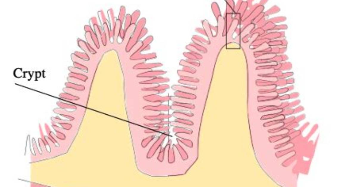 What Is Villi Mention Its Function