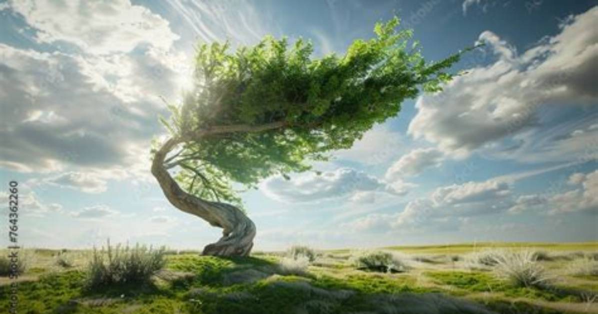 What Is Wind Breaking Tree