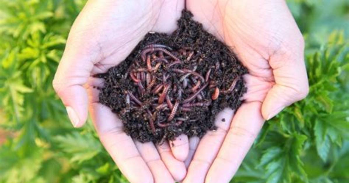 What Is Worm Casting Soil