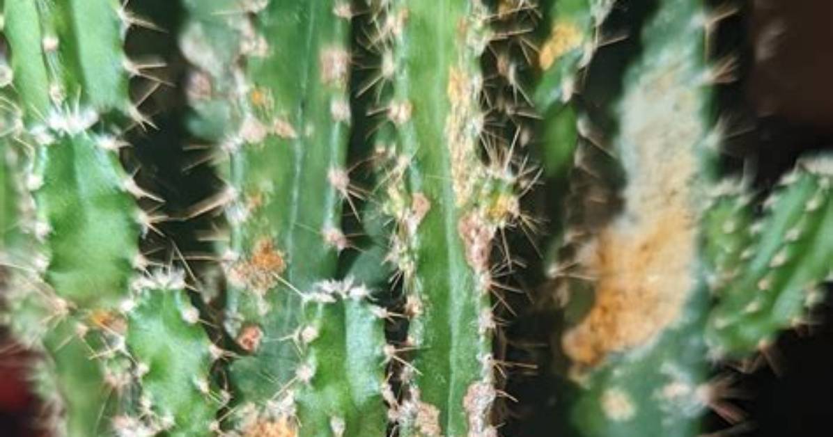 What Is Wrong with My Cactus