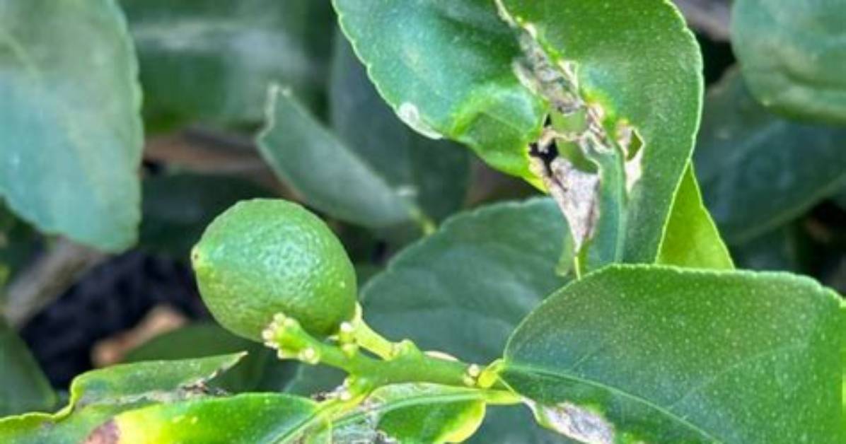 What Is Wrong with My Lime Tree