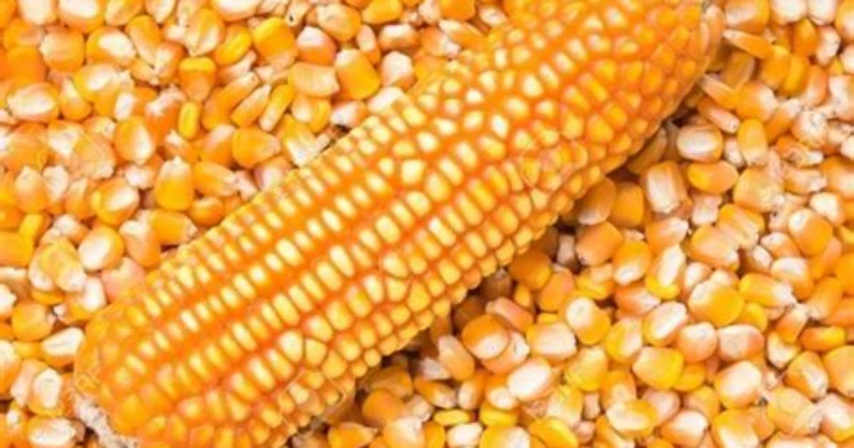 What Is Yellow Maize?