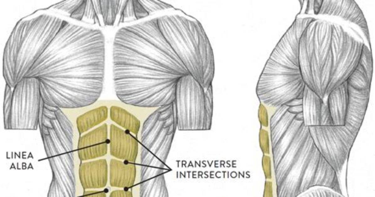 What Is Your Torso?
