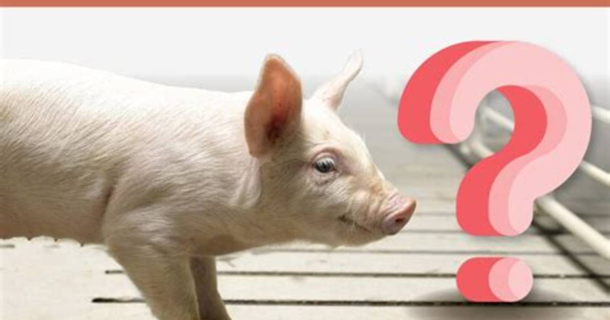 What Is Your Weaned?