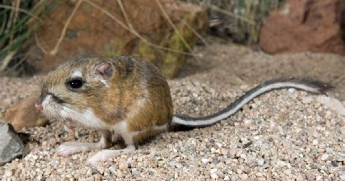 What Kangaroo Rat Do?