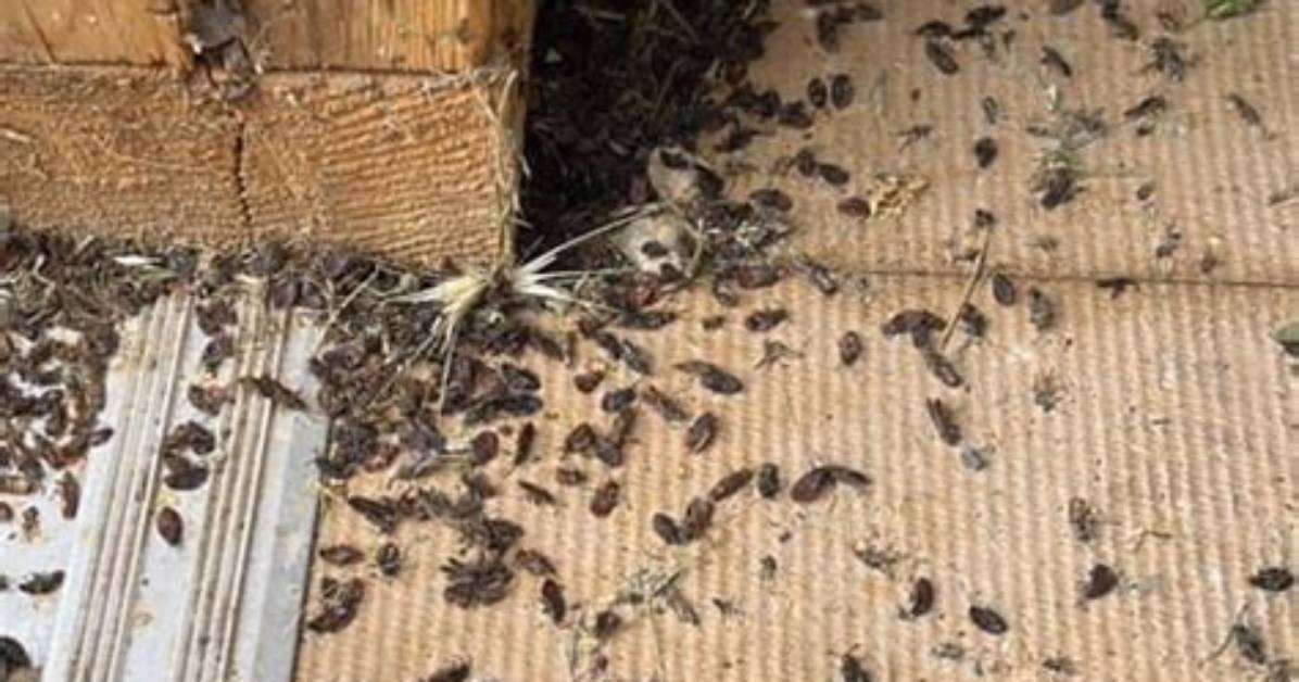 What Keeps Elm Bugs Away