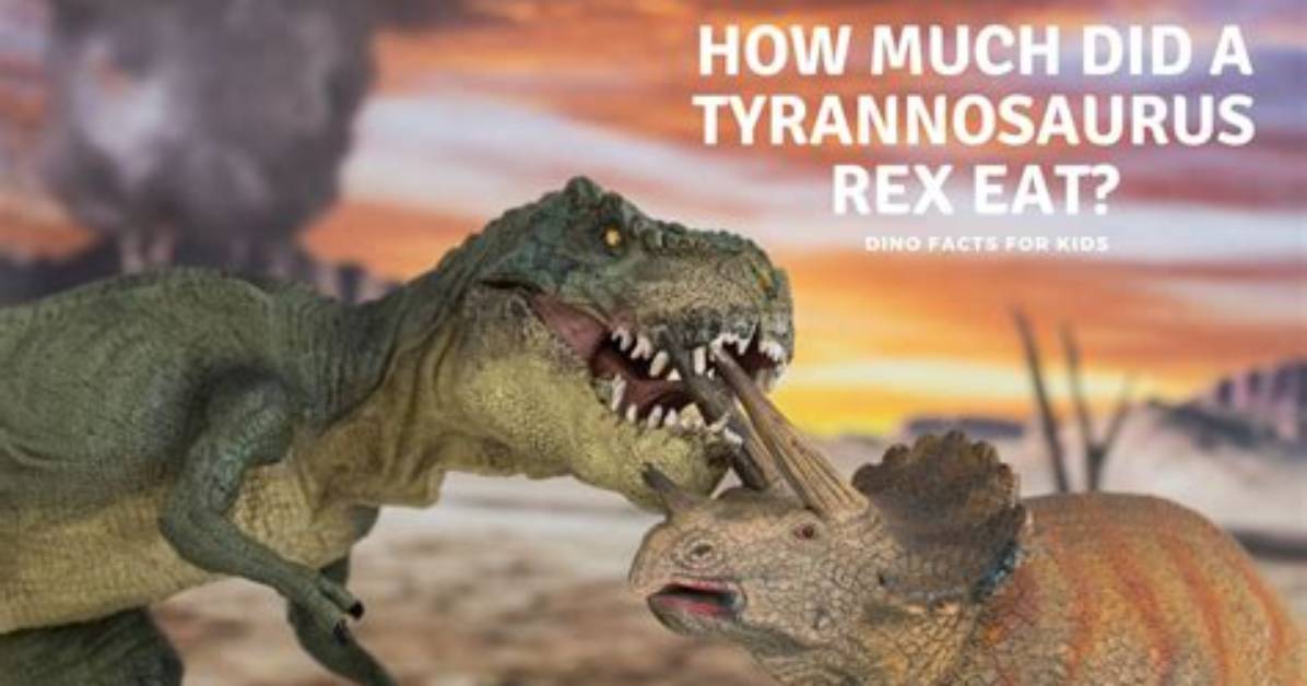 What Kibble Do Rexes Eat?