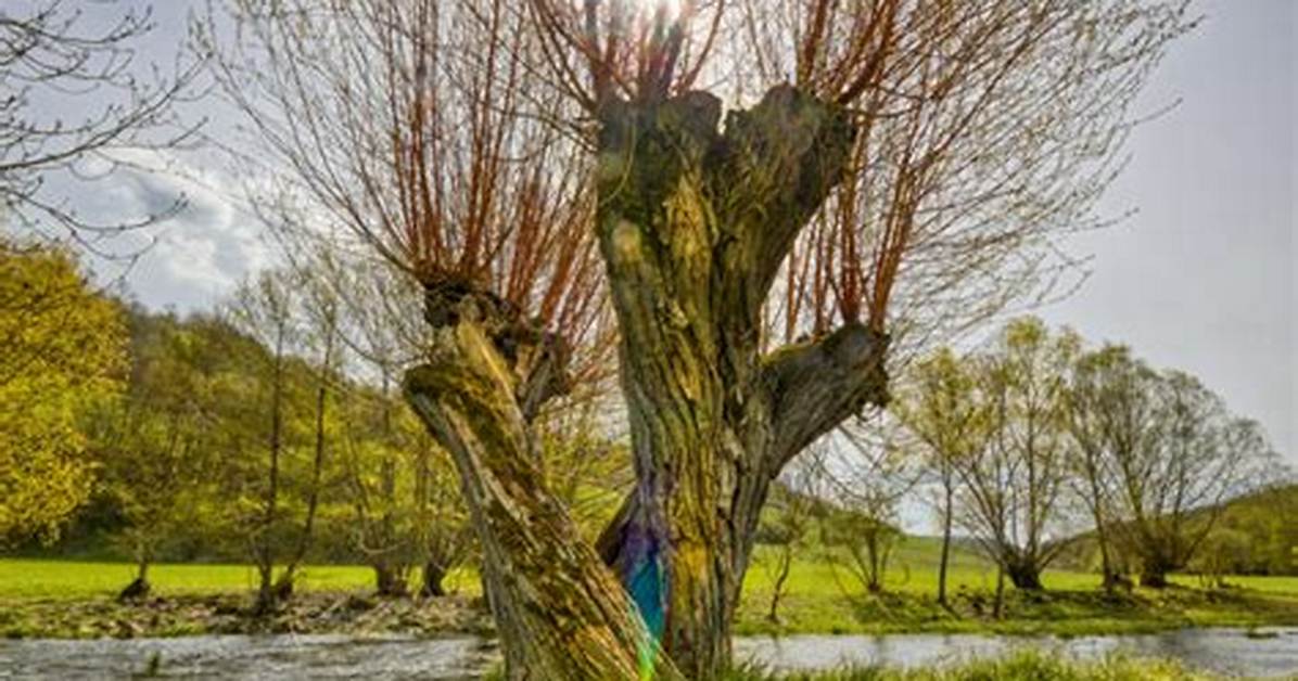 What Kills a Willow Tree