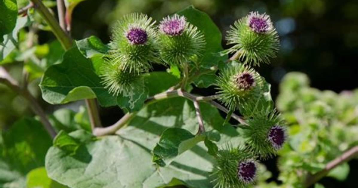 What Kills Common Burdock?