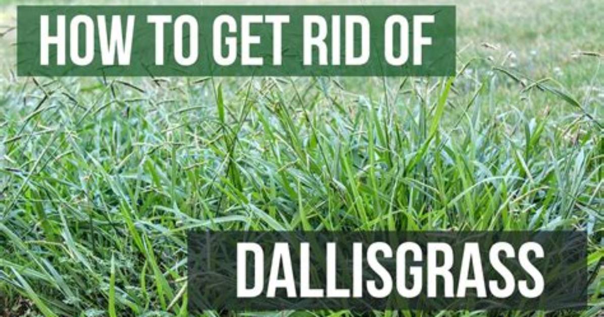What Kills Dallisgrass in St Augustine?
