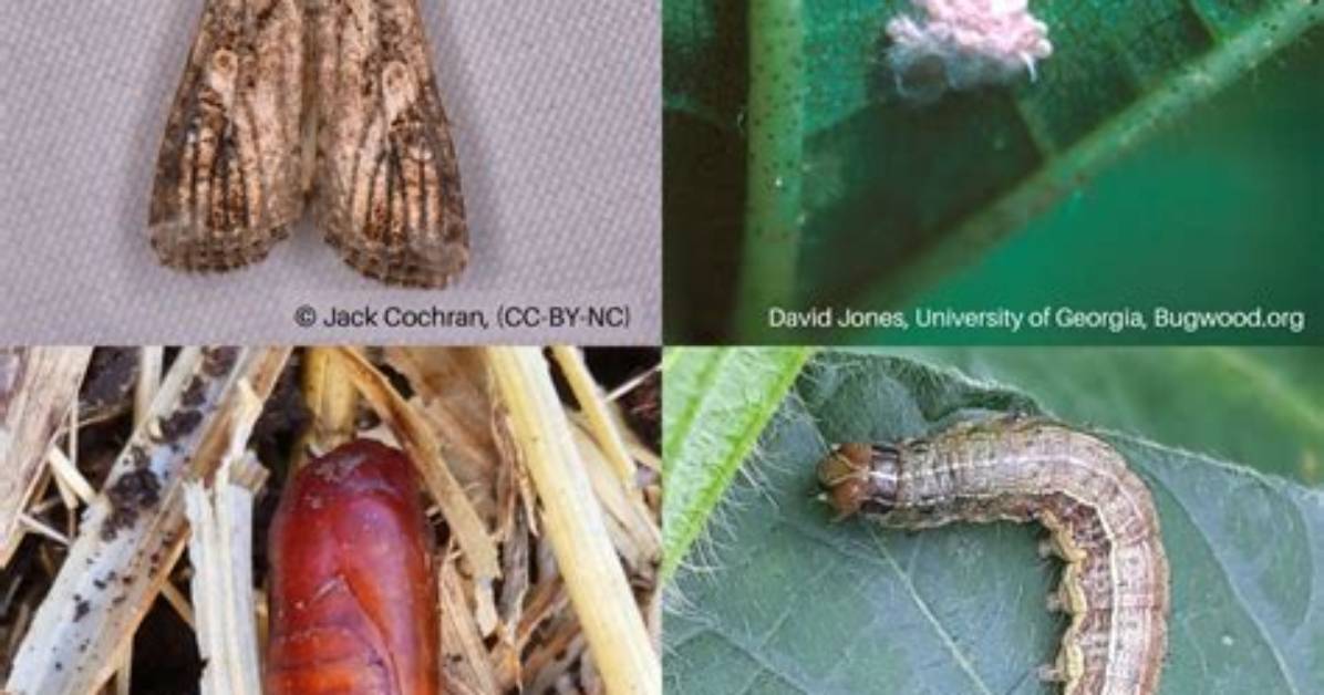 What Kills Fall Armyworms