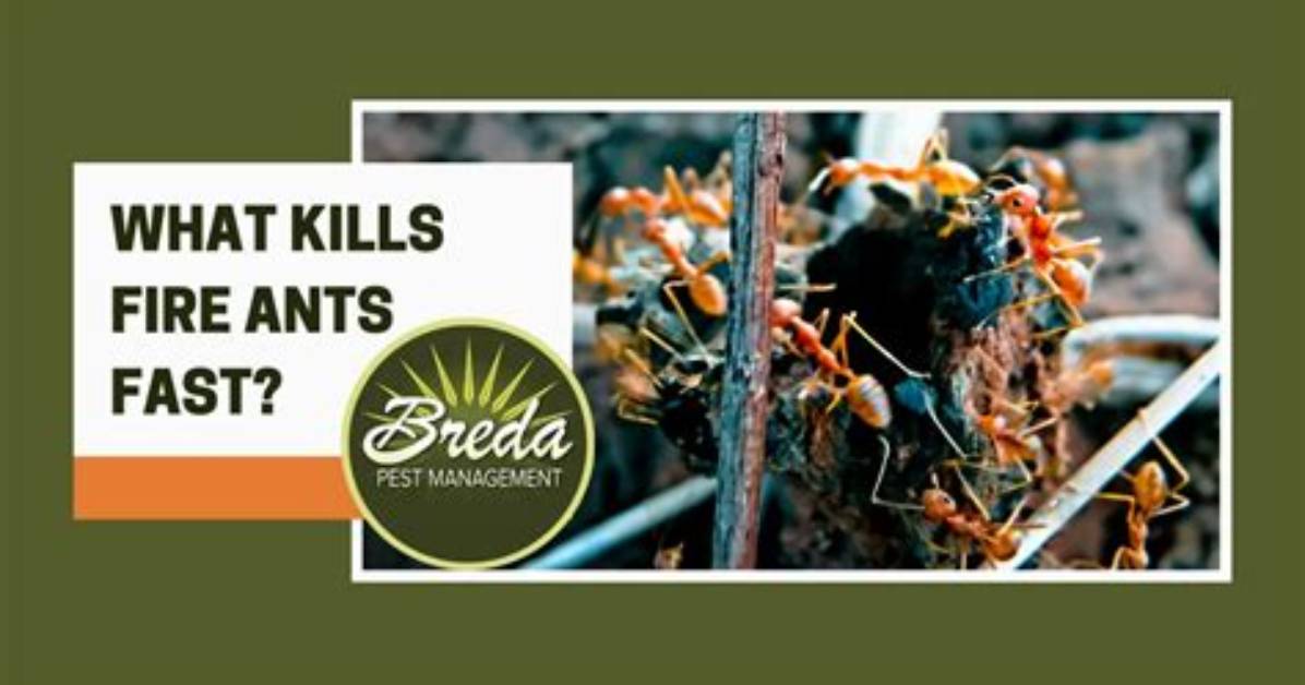 What Kills Fire Ants Fast