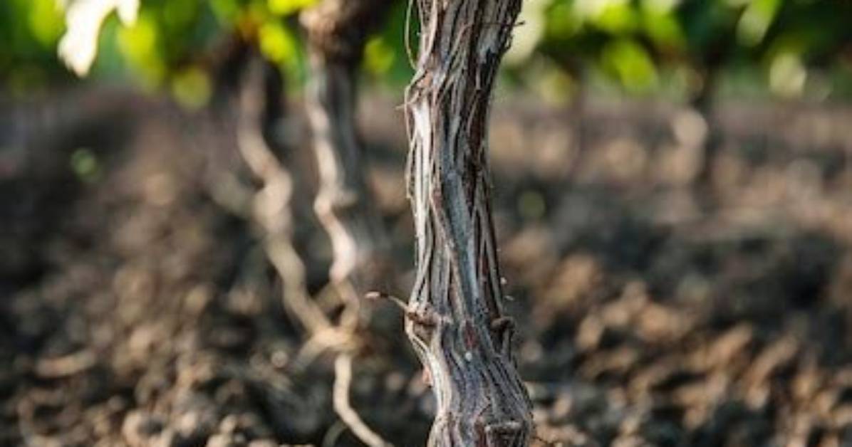 What Kills Grapevine Roots