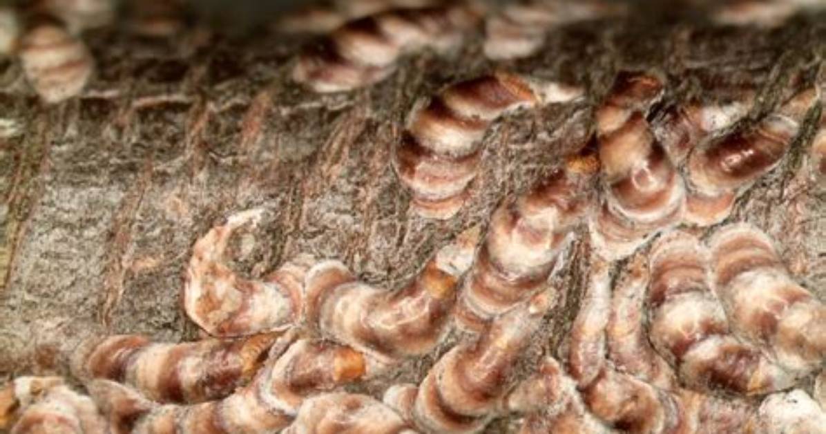 What Kills Oystershell Scale