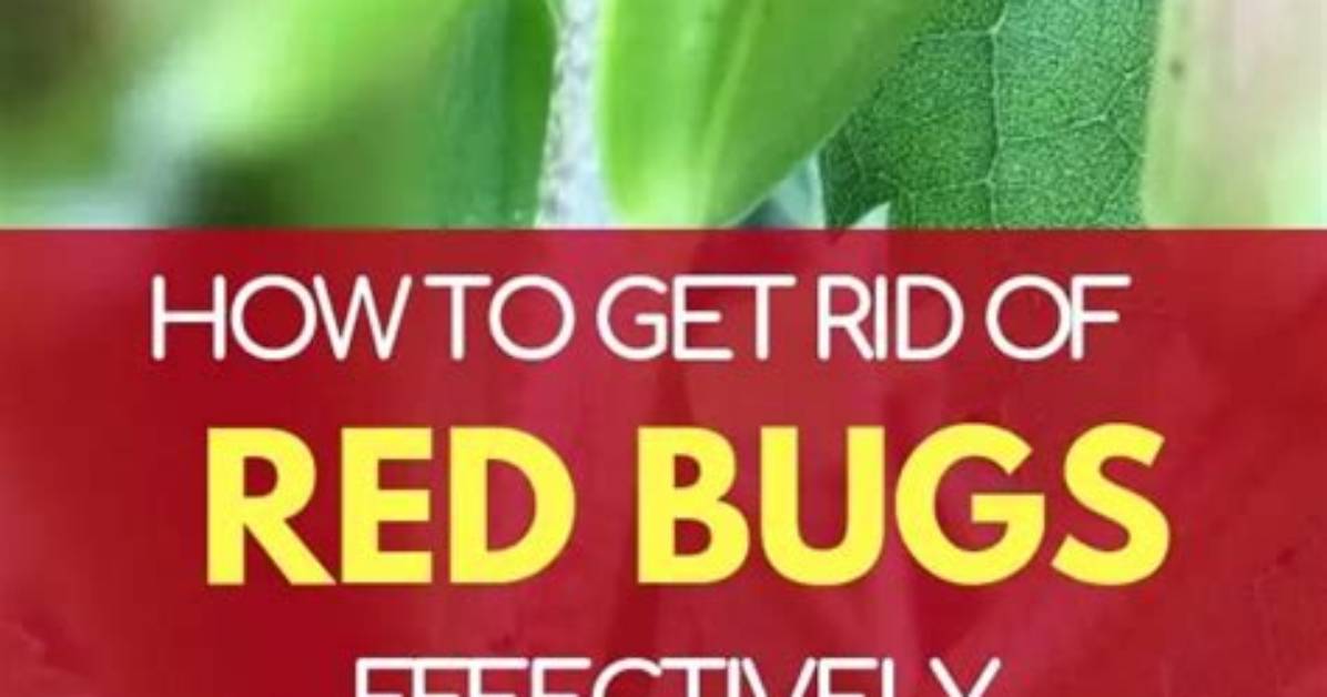 What Kills Red Bugs?