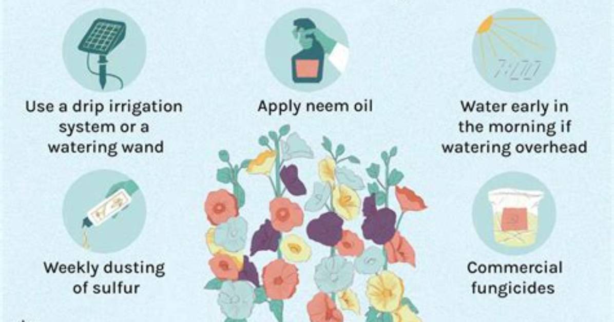 What Kills Rust on Plants