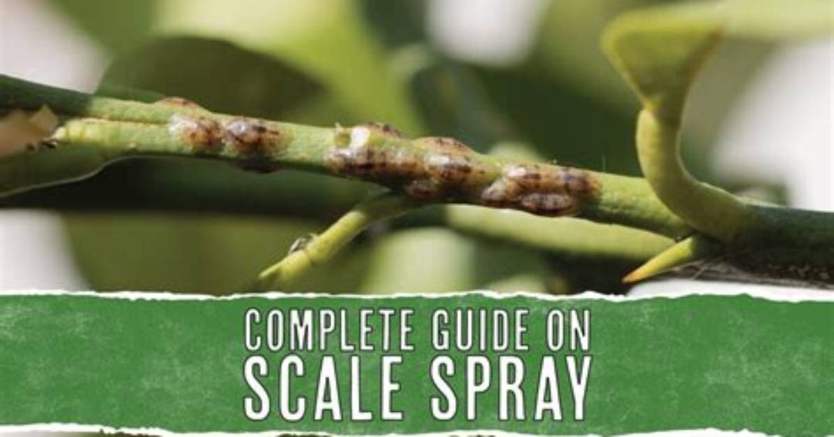 What Kills Scale on Shrubs