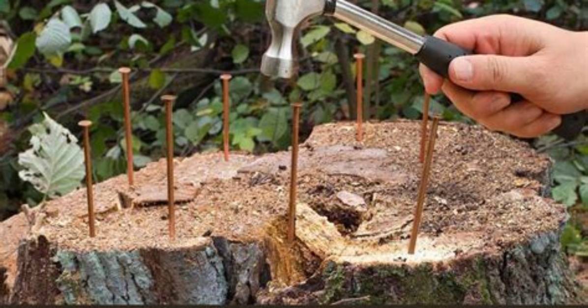 What Kills Trees Fast