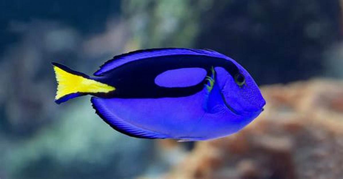 What Kind of Fish Is Dory in Finding Nemo? Interesting Details You Should Know