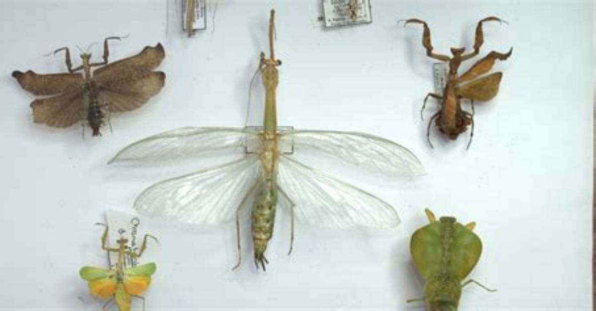 What Language Is Mantodea?