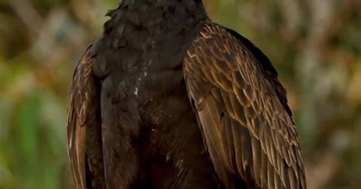 What Large Bird Has a Red Head?