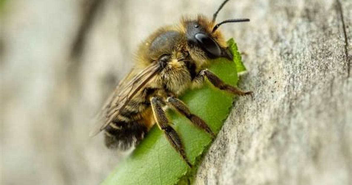 What Leaves Do Leaf Cutter Bees Use?