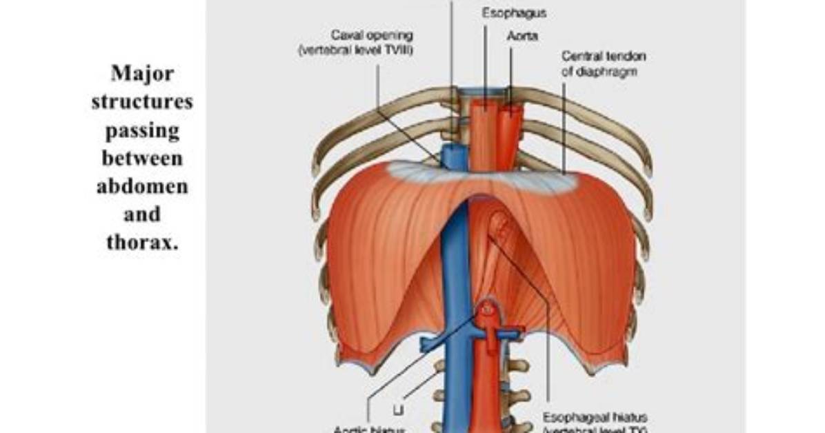 What Level Does Aorta Penetrate Diaphragm