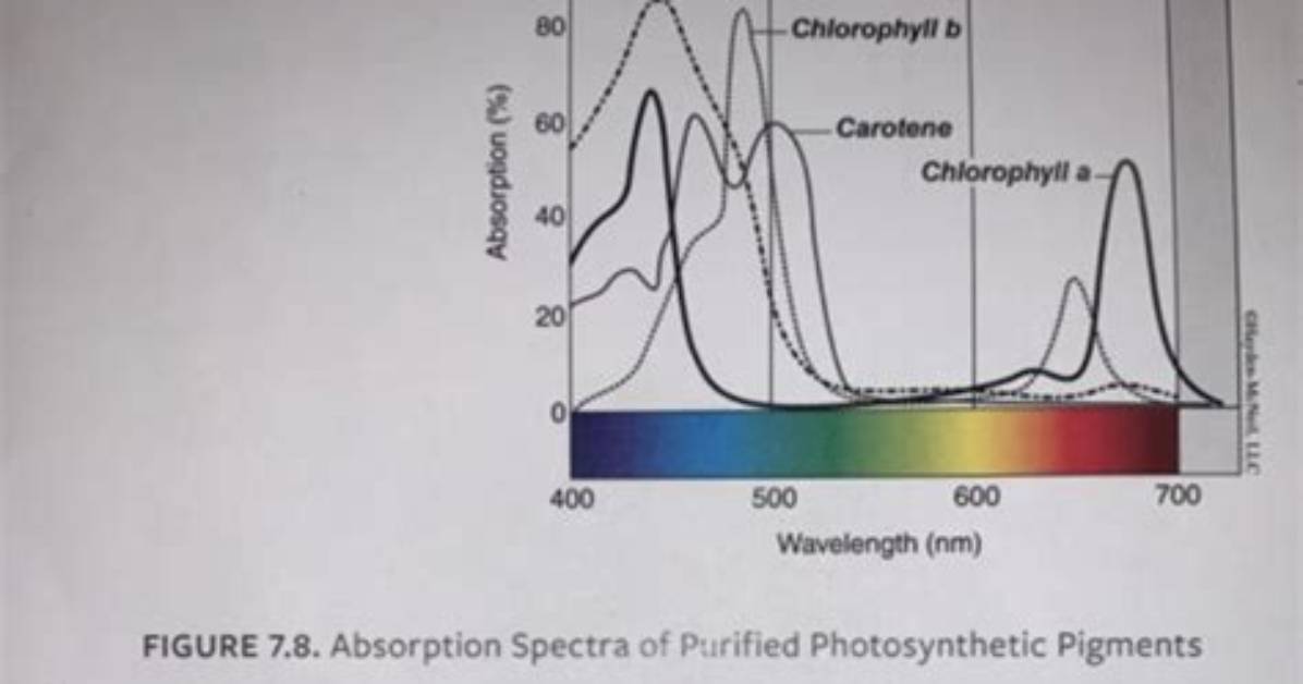 What Light Does Xanthophyll Reflect