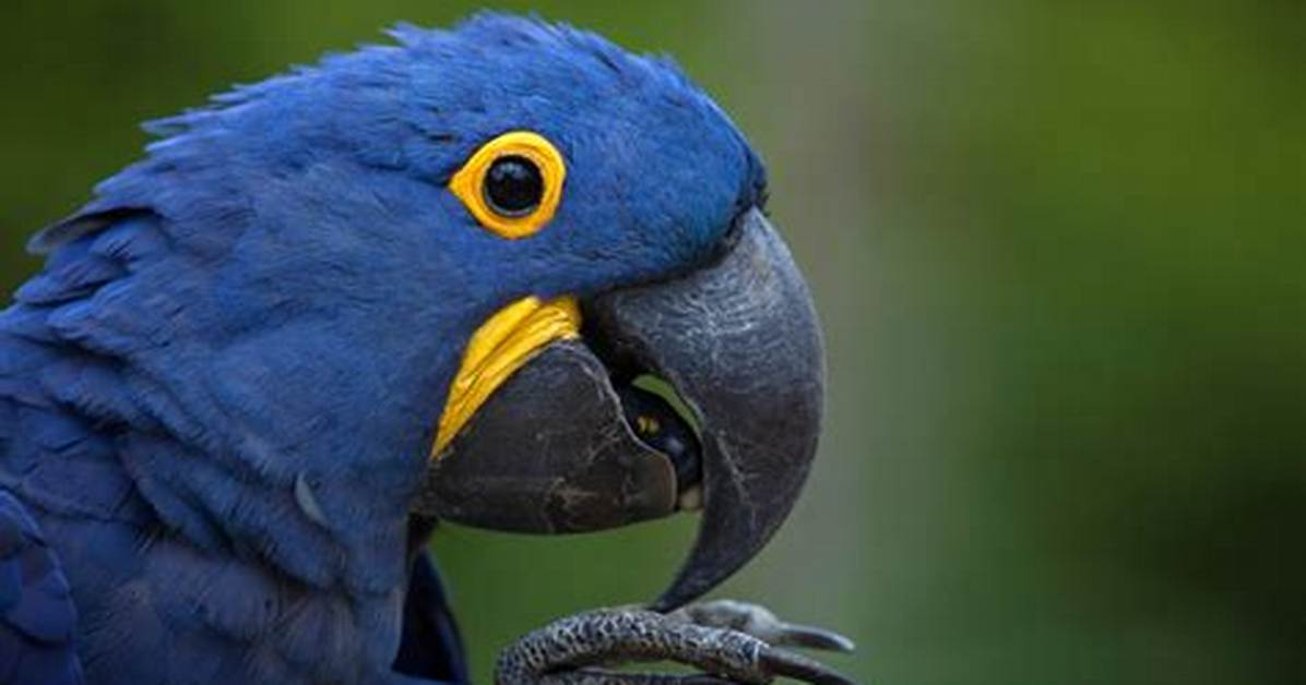 What Macaws Are Endangered?
