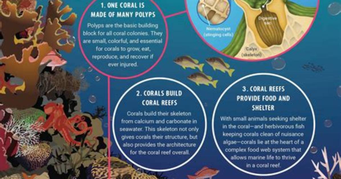 What Makes a Reef a Reef