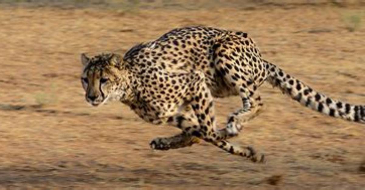 What Makes Cheetahs So Fast