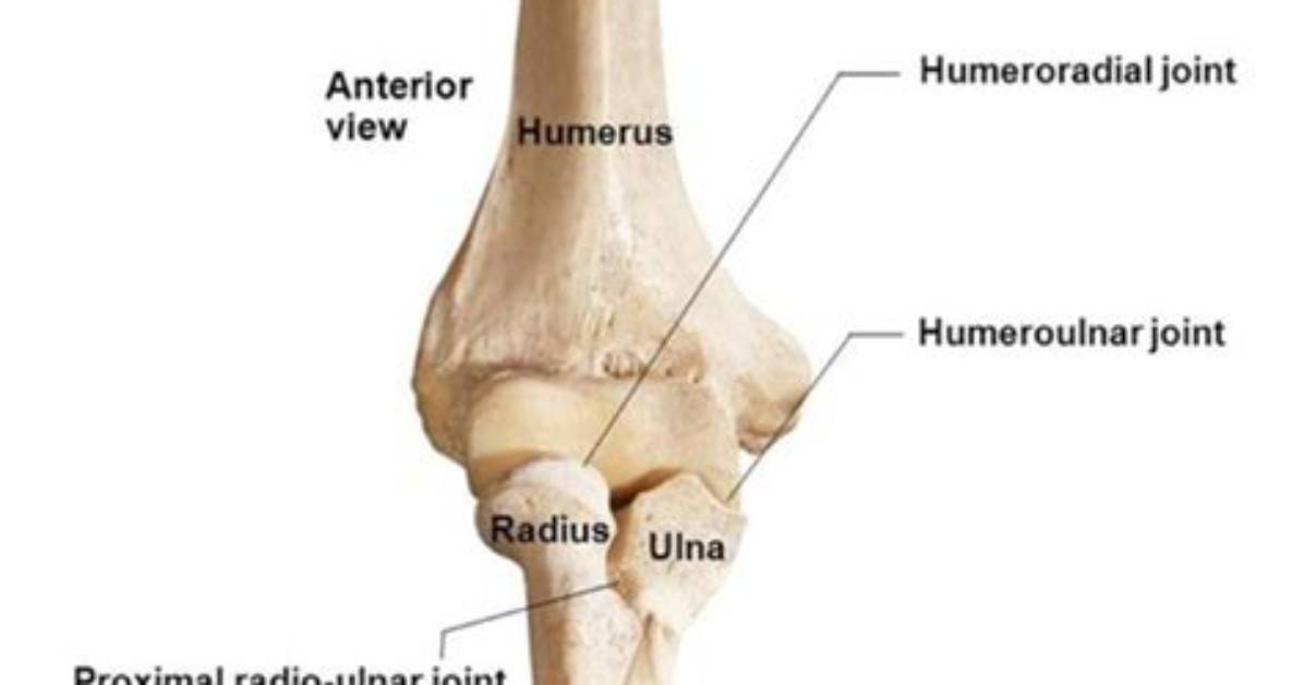 What Makes up the Humeroradial Joint