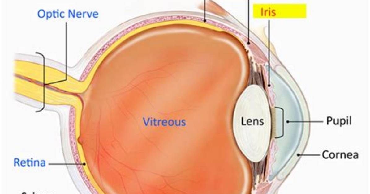 What Makes up the Uvea