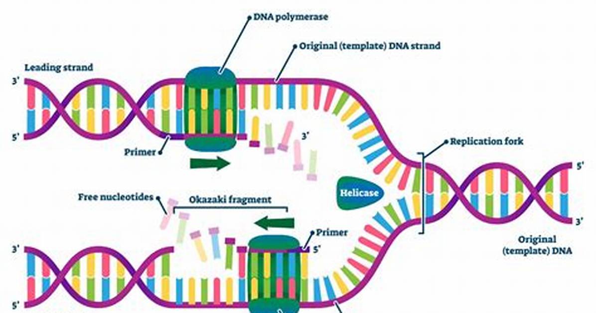 What Materials Does Dna Polymerase Require?