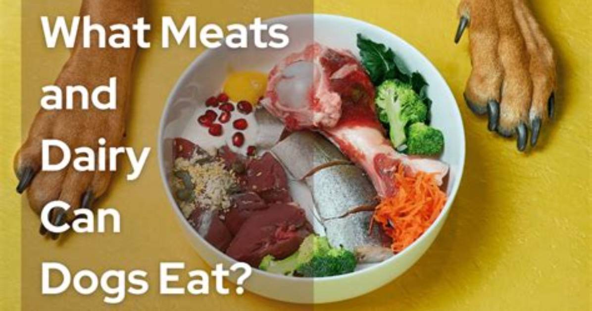 What Meats Can Dogs Eat?