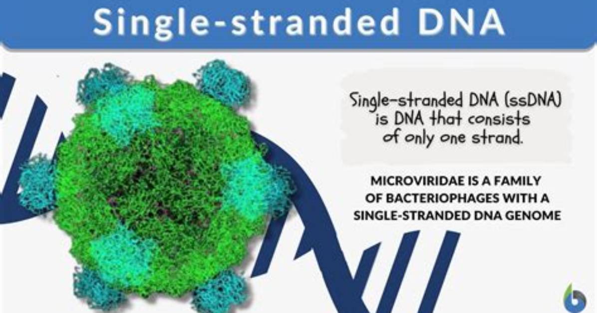 What Molecule Is Always Single Stranded