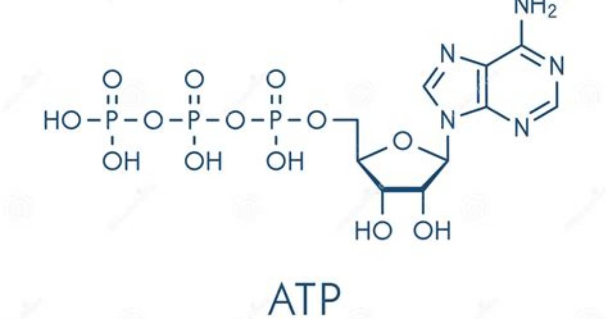 What Molecule Is Atp?