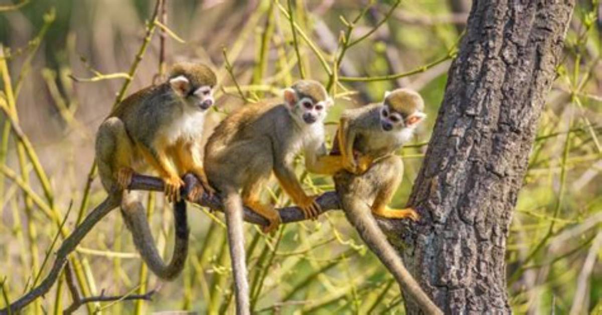 What Monkeys Live in the Rainforest